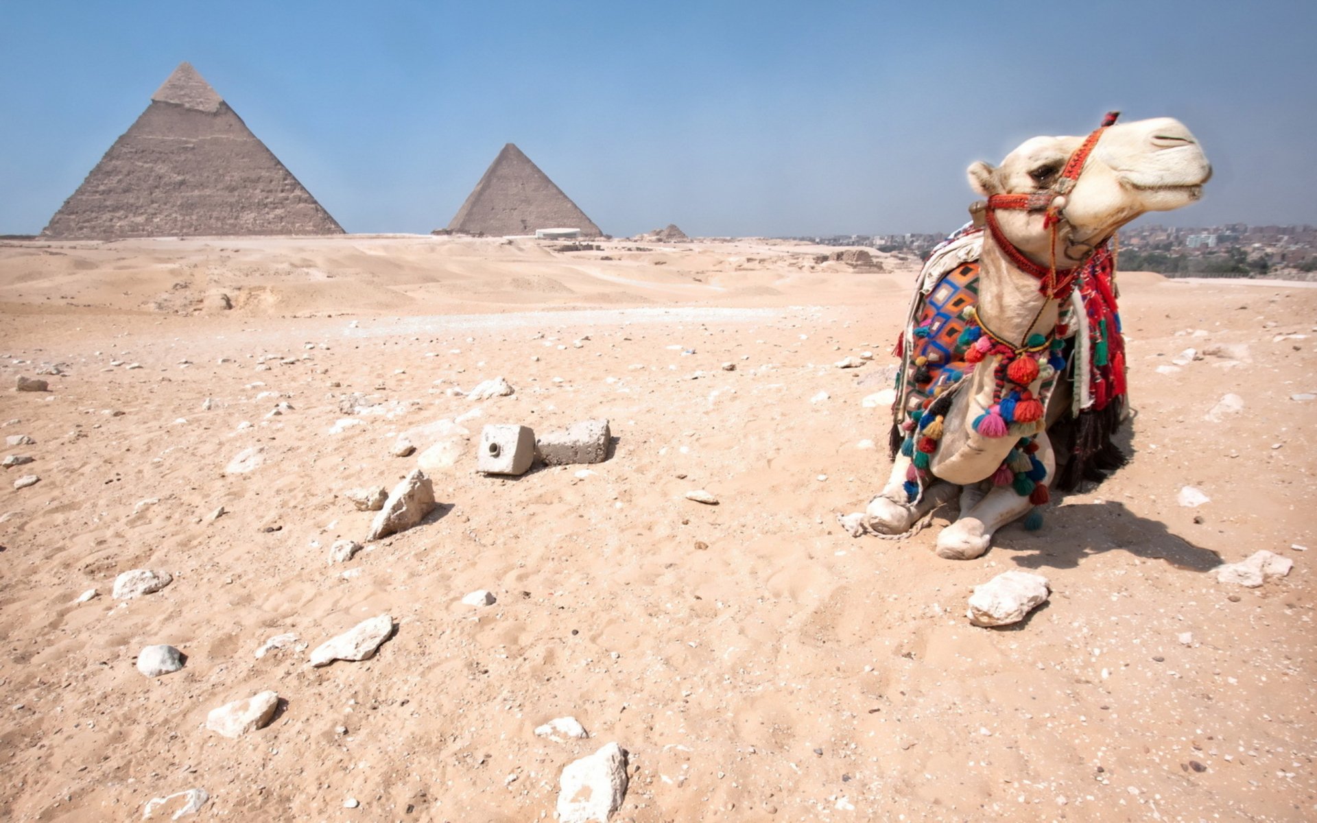 HD PC desktop wallpaper featuring a camel adorned in colorful attire resting in the desert with the iconic pyramids in the background.
