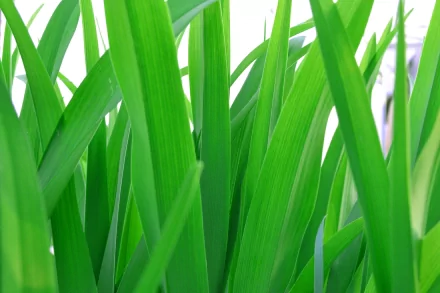 Close-up of vibrant green grass blades in nature, rendered as a 4K Ultra HD PC desktop wallpaper and background.
