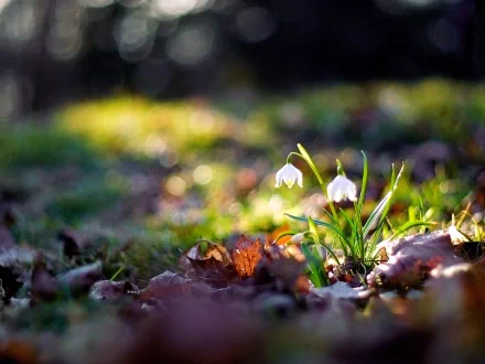 Close-up of a delicate white snowdrop flower blooming in nature, captured in HD for a vibrant PC desktop wallpaper background.