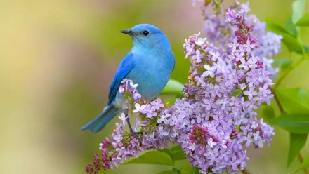 A vibrant mountain bluebird perched on delicate purple flowers, captured in high-definition for a stunning PC desktop wallpaper background.
