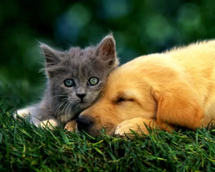 A cute gray kitten and a golden puppy cuddle together on soft green grass, radiating warmth and love. This heartwarming scene makes a delightful HD desktop wallpaper.