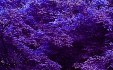 nature forest purple aesthetic HD Desktop Wallpaper | Background Image