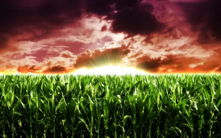 nature cornfield HD Desktop Wallpaper | Background Image