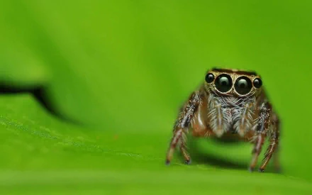 jumping spider Animal spider HD Desktop Wallpaper | Background Image