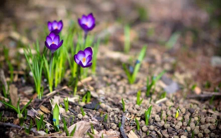 HD PC desktop wallpaper background: close-up of purple iris blooms in nature emerging from pebbled soil, shallow depth of field with soft, blurred background.