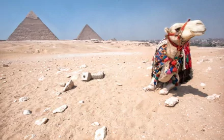 HD PC desktop wallpaper featuring a camel adorned in colorful attire resting in the desert with the iconic pyramids in the background.