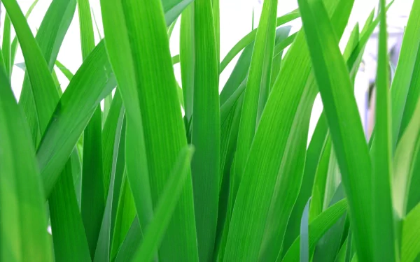 Close-up of vibrant green grass blades in nature, rendered as a 4K Ultra HD PC desktop wallpaper and background.