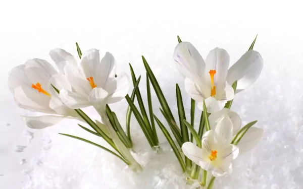 HD desktop wallpaper featuring delicate white crocus flowers blooming amidst snow, showcasing nature’s serene beauty with crisp green leaves and vibrant orange stamens.