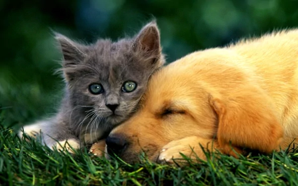 A cute gray kitten and a golden puppy cuddle together on soft green grass, radiating warmth and love. This heartwarming scene makes a delightful HD desktop wallpaper.