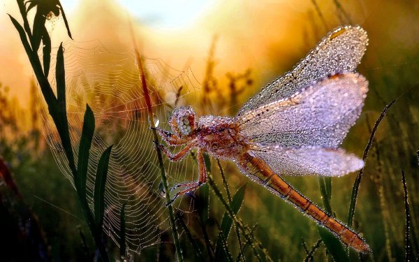 Animal Dragonfly Insects Insect Morning Dew Spider Web Leaf HD Wallpaper | Background Image