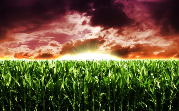 nature cornfield HD Desktop Wallpaper | Background Image