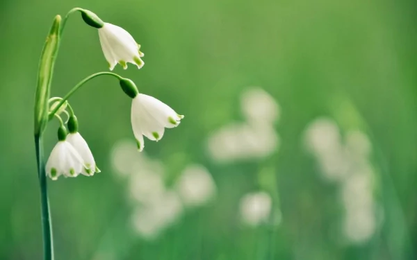HD desktop wallpaper featuring delicate snowdrop flowers set against a soft green nature background.