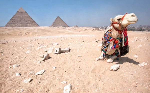 HD PC desktop wallpaper featuring a camel adorned in colorful attire resting in the desert with the iconic pyramids in the background.