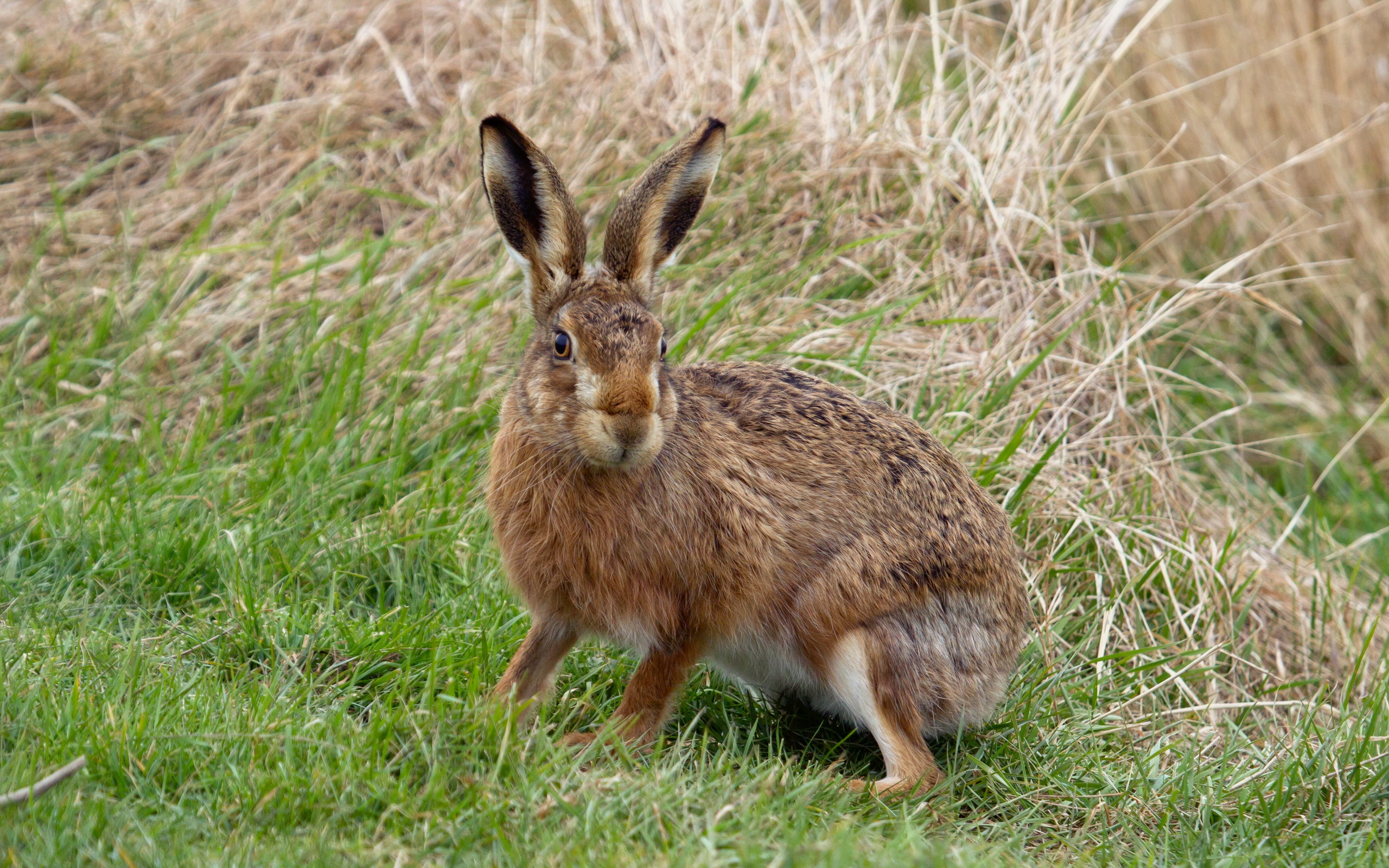 Download Animal Hare HD Wallpaper