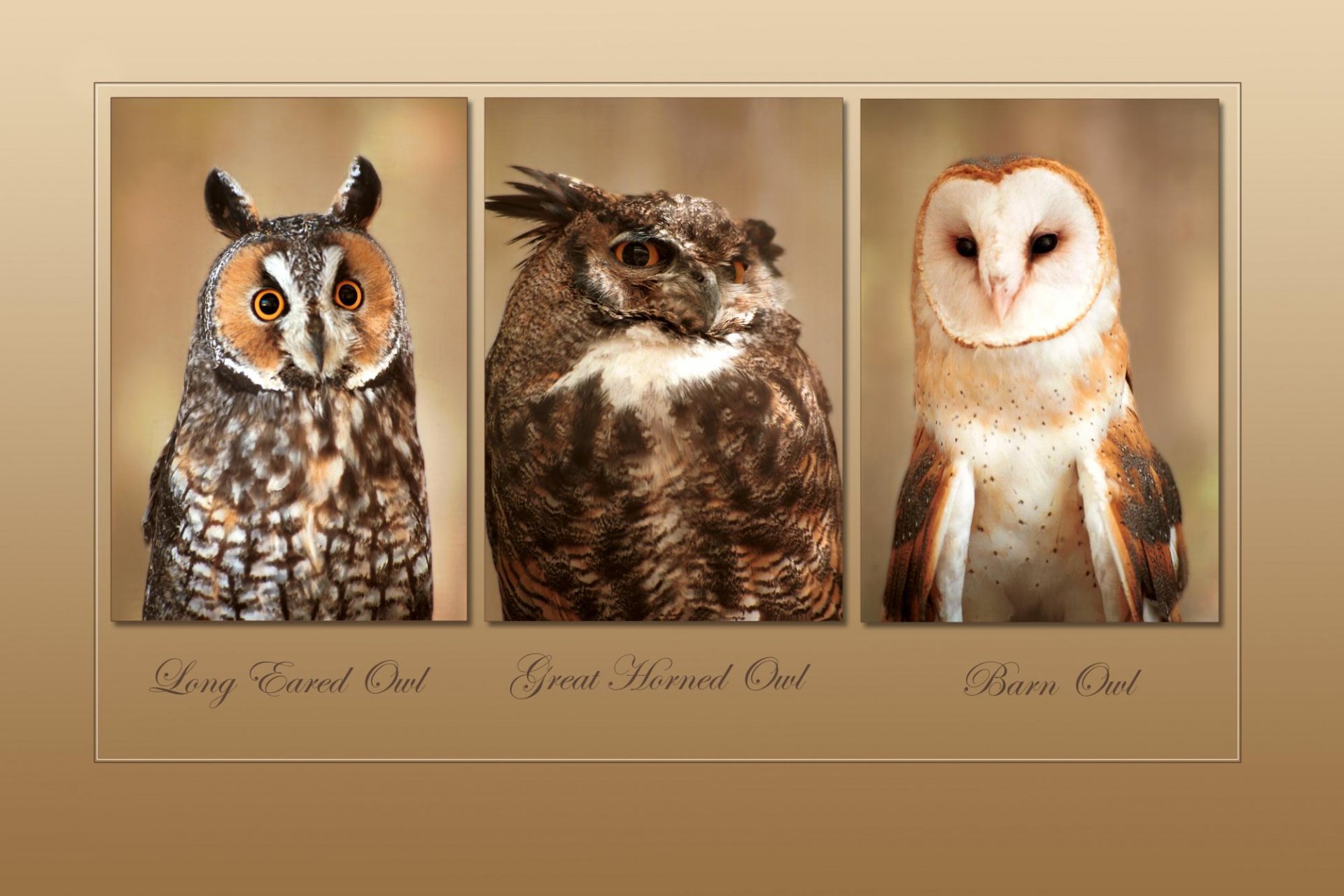 animal-owl-hd-wallpaper-by-don-paulson