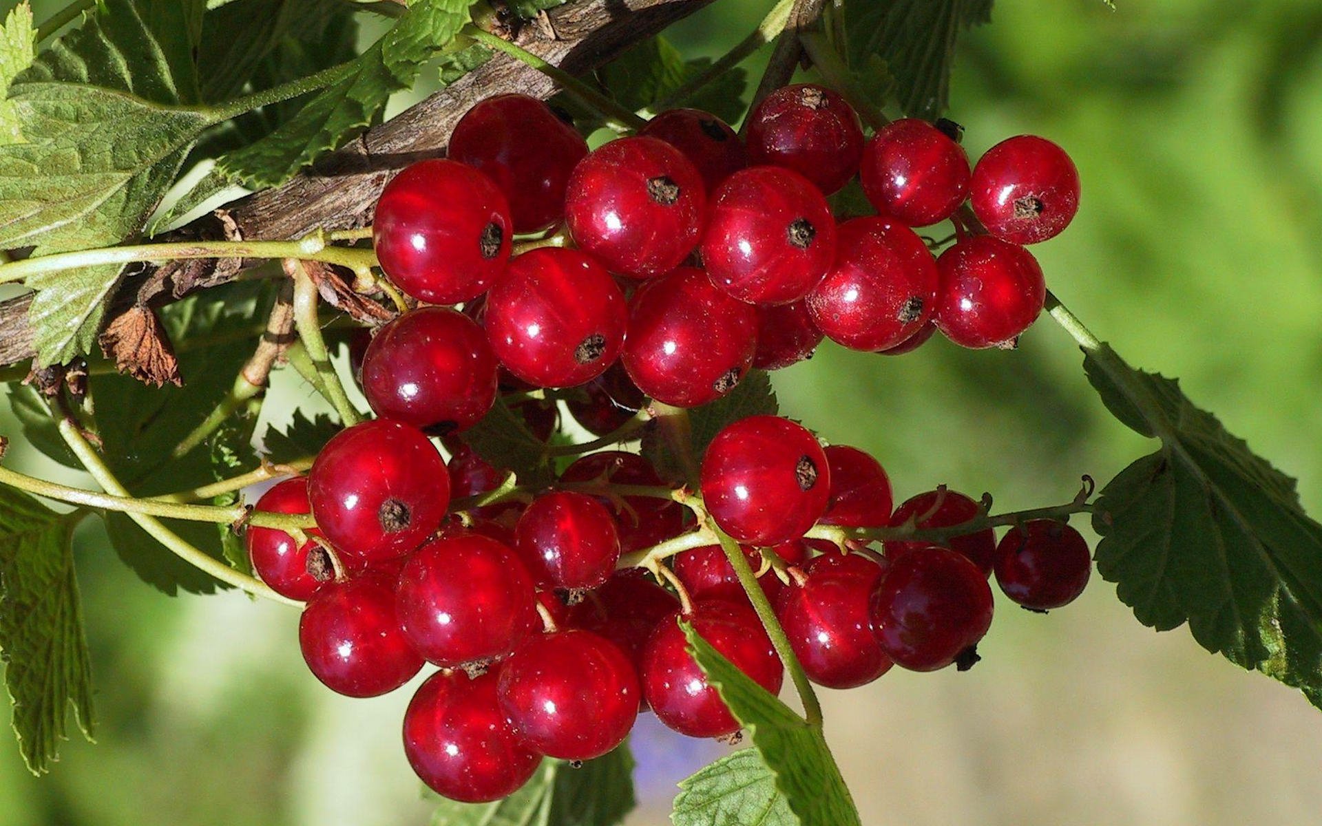 HD PC desktop wallpaper: glossy red currants clustered on a leafy branch, sunlit against a soft green background.