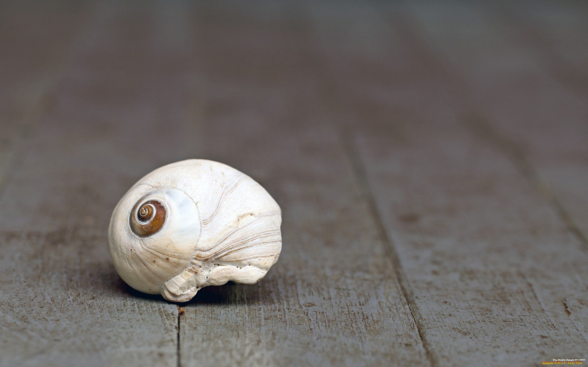 HD PC desktop wallpaper: a single white sea shell resting on weathered gray wooden planks, soft blurred nature background.