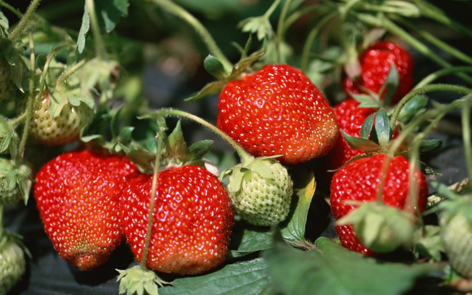 HD PC desktop wallpaper featuring a close-up of ripe and unripe strawberries growing on the plant, highlighting vibrant red fruit and green leaves.