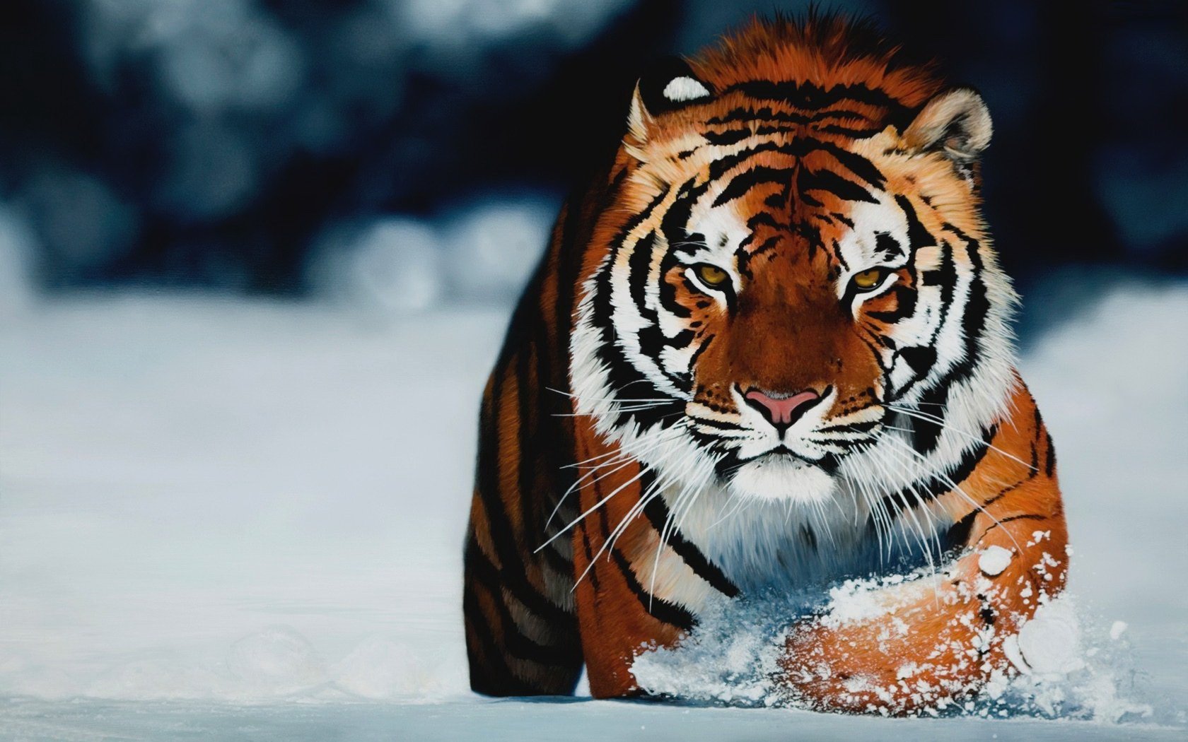 Картинки тигров на телефон