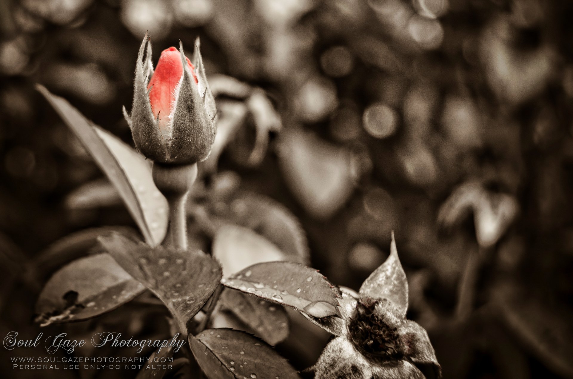 Vintage Rose by soulgazephotography