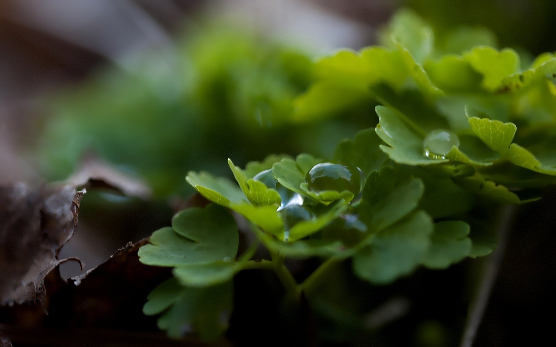 Download Nature Water Drop HD Wallpaper