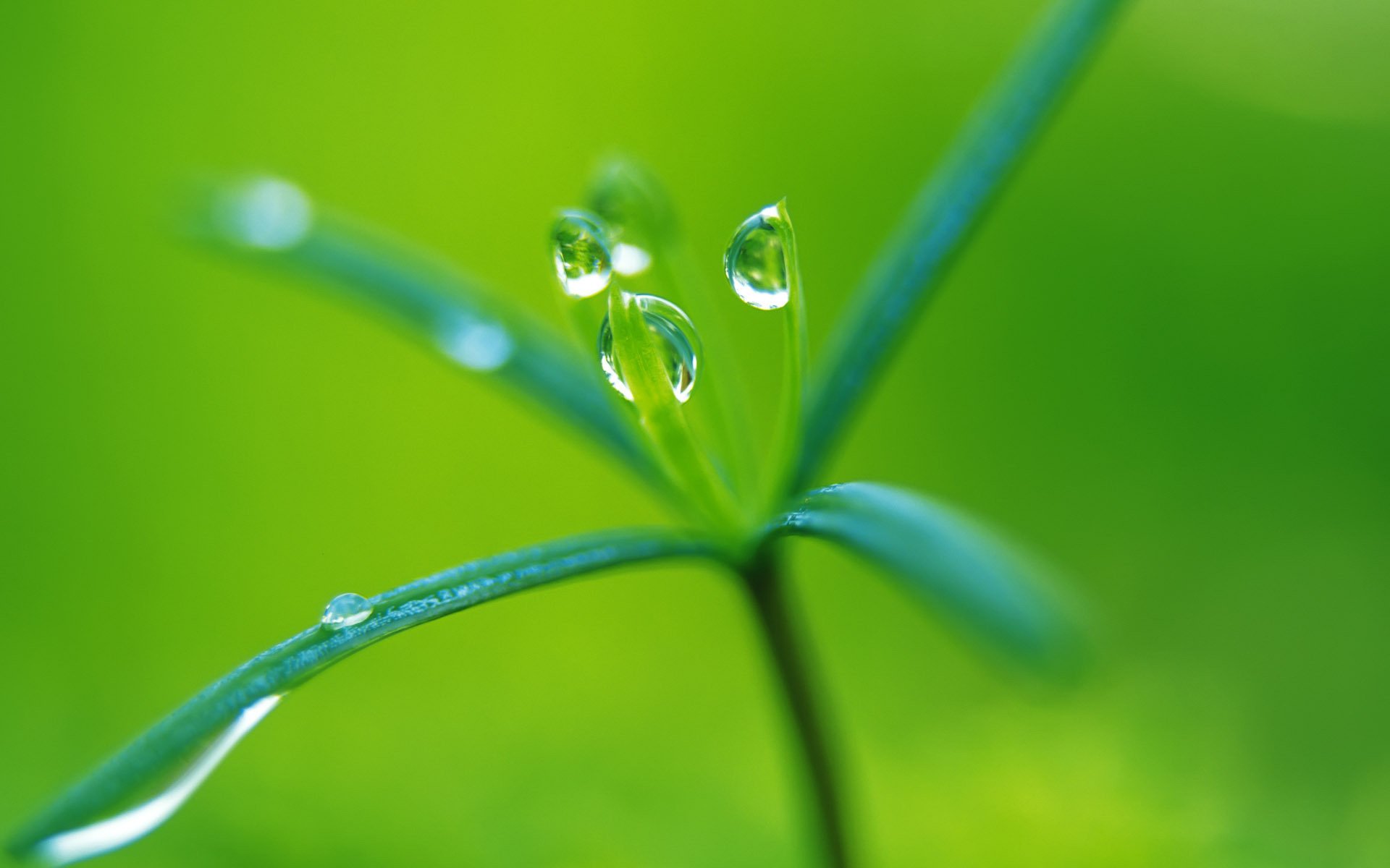 Download Nature Water Drop HD Wallpaper