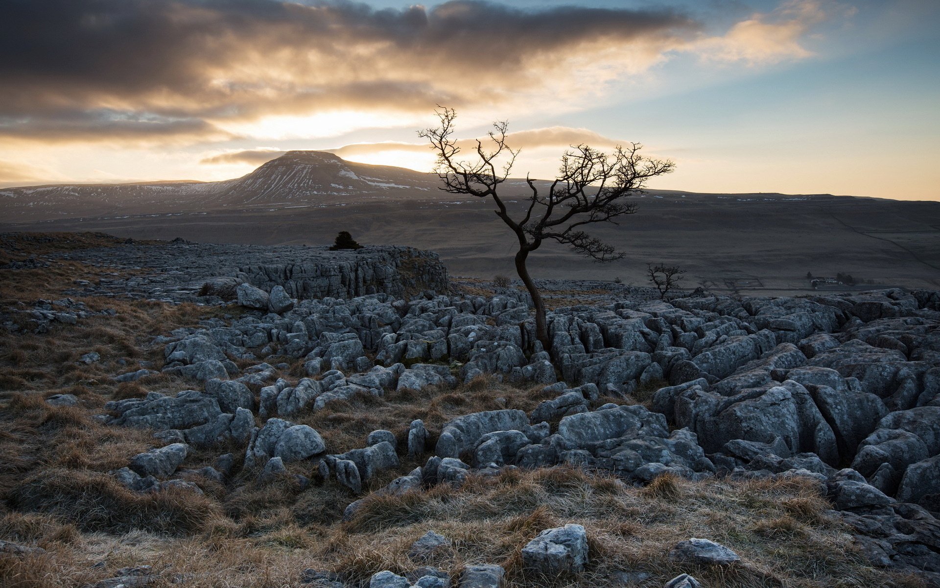 HD desktop wallpaper featuring a solitary tree among rocky terrain under a dramatic sky at dusk, capturing the raw beauty of nature.