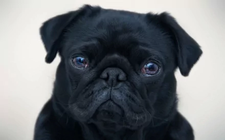 HD wallpaper of a black pug with a solemn expression against a neutral background.