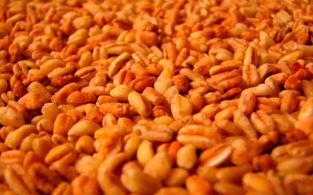 Close-up of lightly golden roasted nuts, creating a textured pattern. This HD desktop wallpaper showcases a vibrant, appetizing food theme.