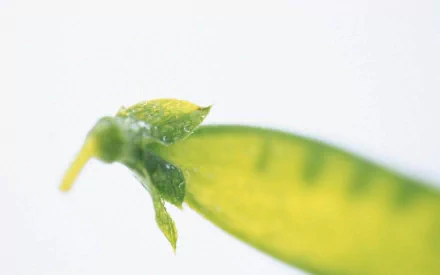 HD PC desktop wallpaper and background: macro close-up of a green pea pod tip and tiny leaf, food-themed on a soft white field.