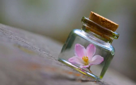 A pink flower inside a small glass jar with a cork, set on a surface, captured in HD for a PC desktop wallpaper and background.