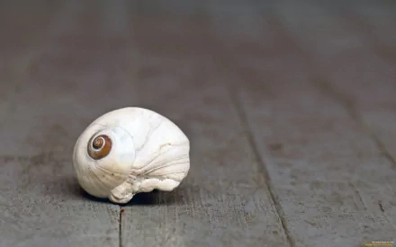 HD PC desktop wallpaper: a single white sea shell resting on weathered gray wooden planks, soft blurred nature background.