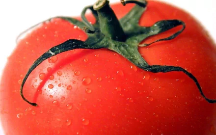 Close-up of a red tomato with water droplets and a green stem; food image, HD PC desktop wallpaper background.