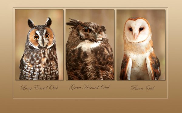 Animal Owl Birds Owls Long Eared Owl Great Horned Owl Barn Owl HD Wallpaper | Background Image
