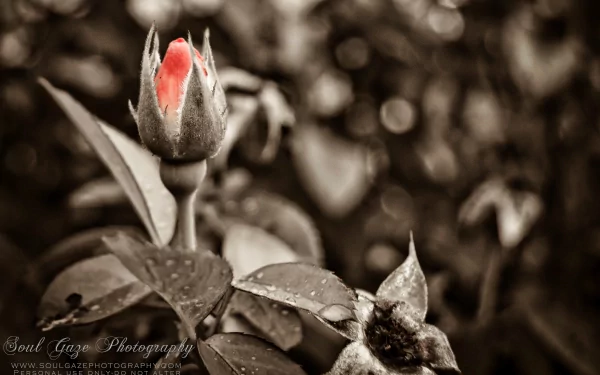  Vintage Rose