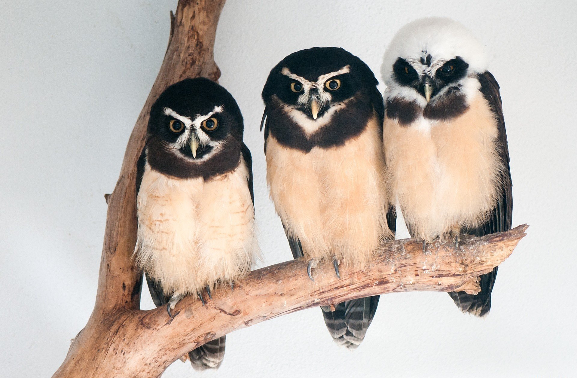 Three owls perched on a branch, featuring distinct markings and textures, create a captivating scene fit for an HD PC desktop wallpaper and background.