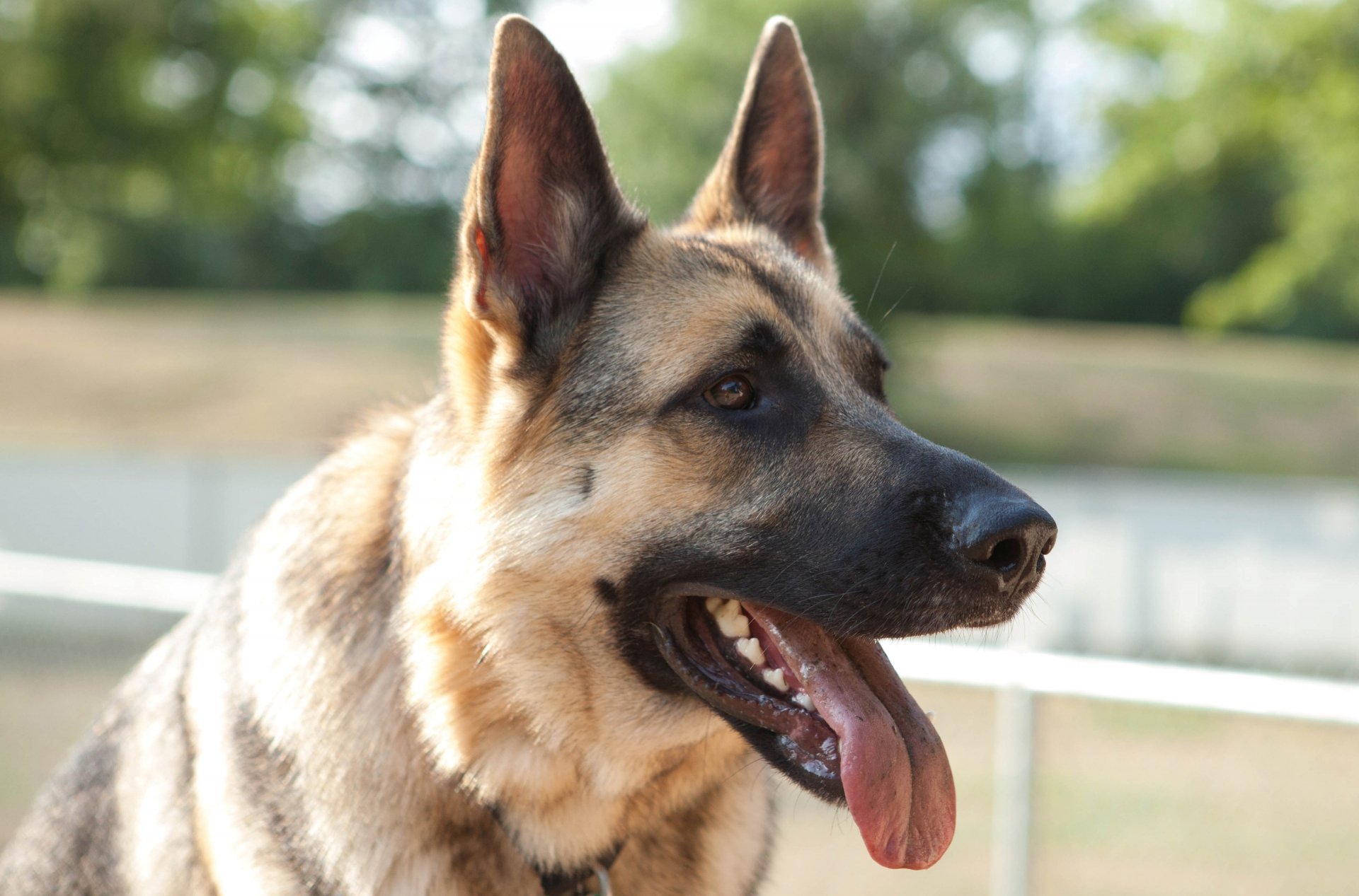 HD PC desktop wallpaper featuring a close-up of a German Shepherd dog with its tongue out, set against a blurred outdoor background.