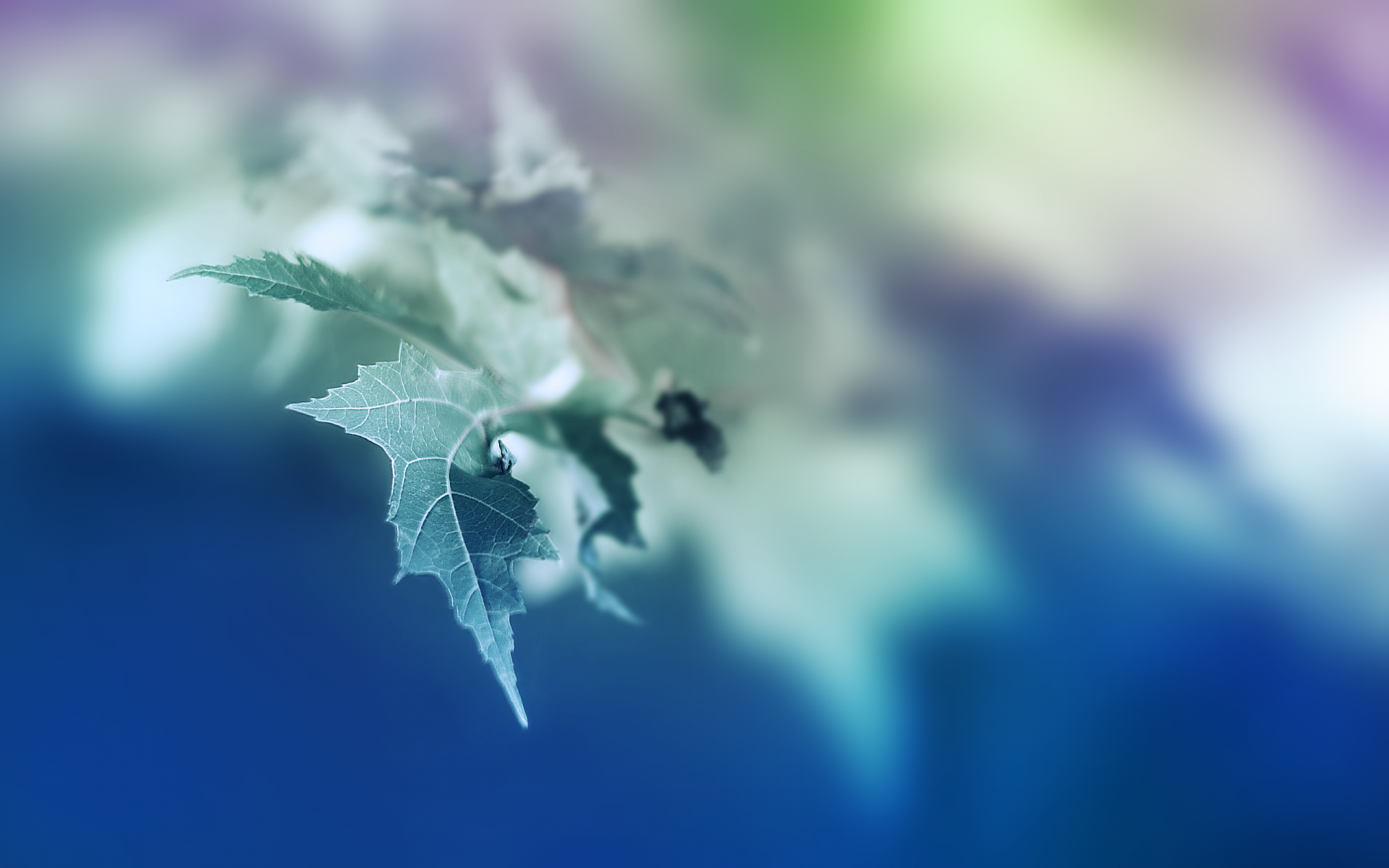 Download Nature Leaf HD Wallpaper