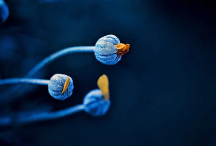 nature close-up HD Desktop Wallpaper | Background Image