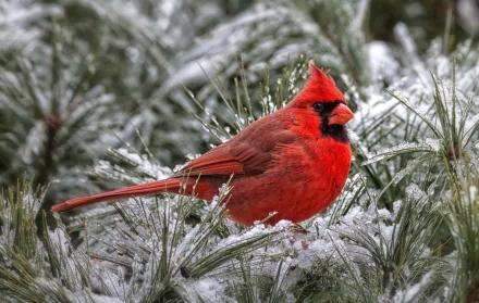 Animal cardinal HD Desktop Wallpaper | Background Image