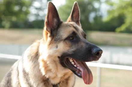 HD PC desktop wallpaper featuring a close-up of a German Shepherd dog with its tongue out, set against a blurred outdoor background.