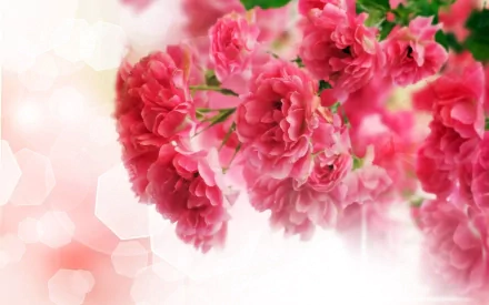 A vibrant display of red and pink flowers against a soft, blurred background, showcasing the beauty of nature in this HD desktop wallpaper.