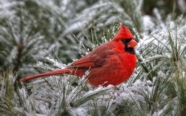 Animal Cardinal Birds Passerines HD Wallpaper | Background Image