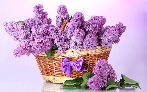 A wicker basket filled with vibrant lilac flowers against a soft lilac background, captured in a 4K Ultra HD still life photography style.