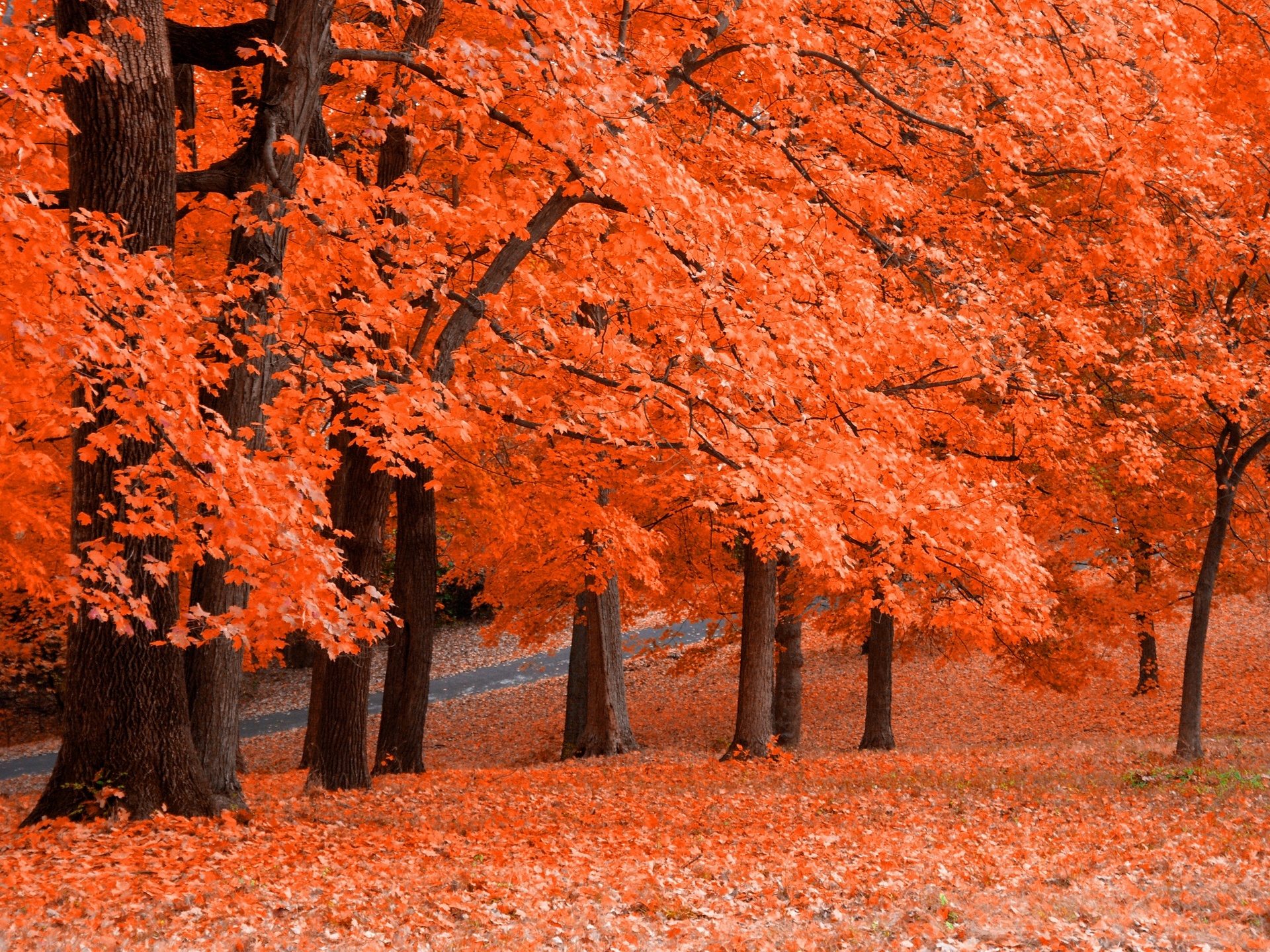 What Is Autumn Like In France