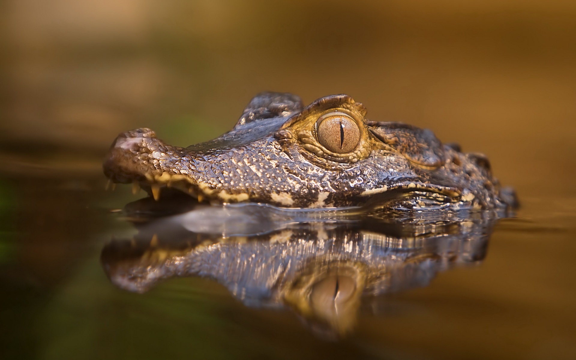 Animal Crocodile HD Wallpaper | Background Image