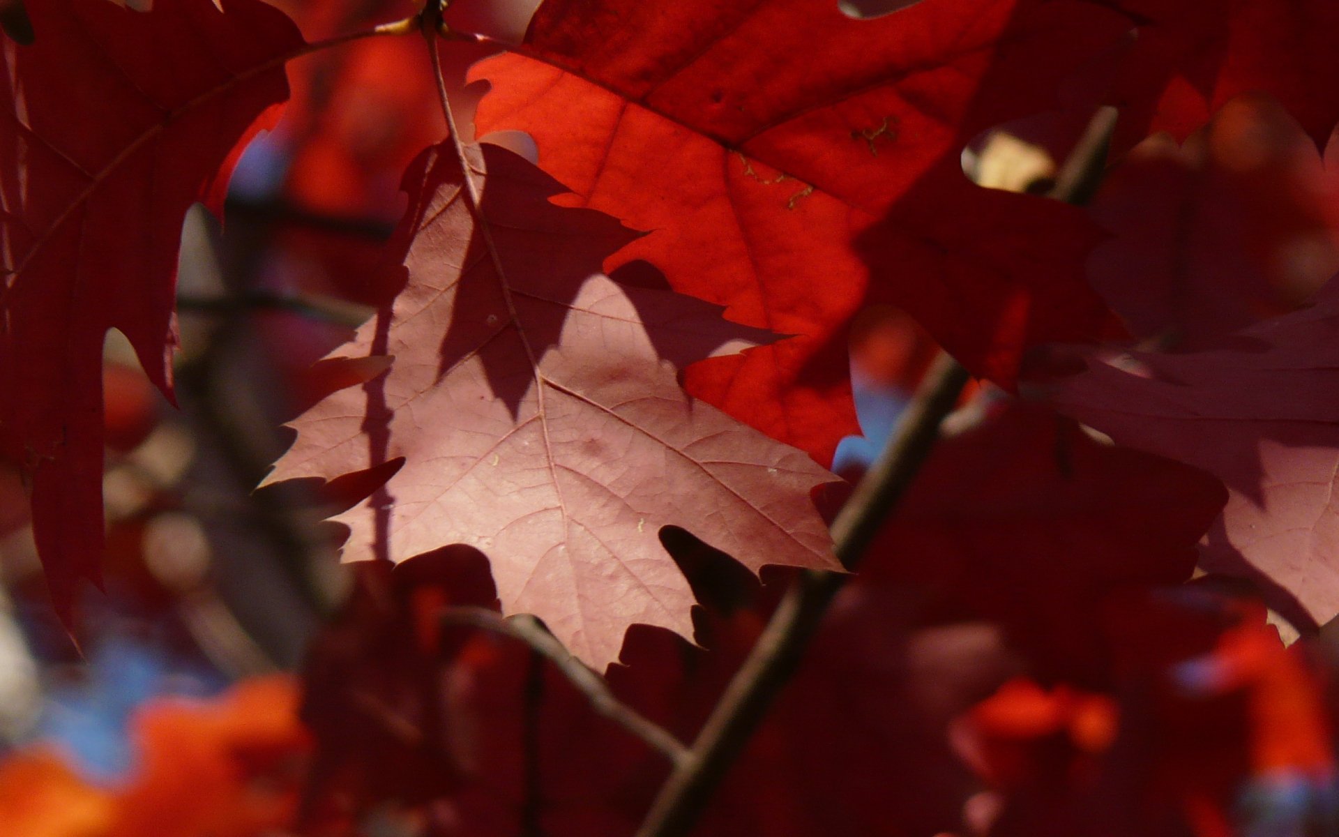 2K Quad HD PC desktop wallpaper — nature leaf close-up of vibrant red maple leaves with sunlight filtering through, shallow depth of field.