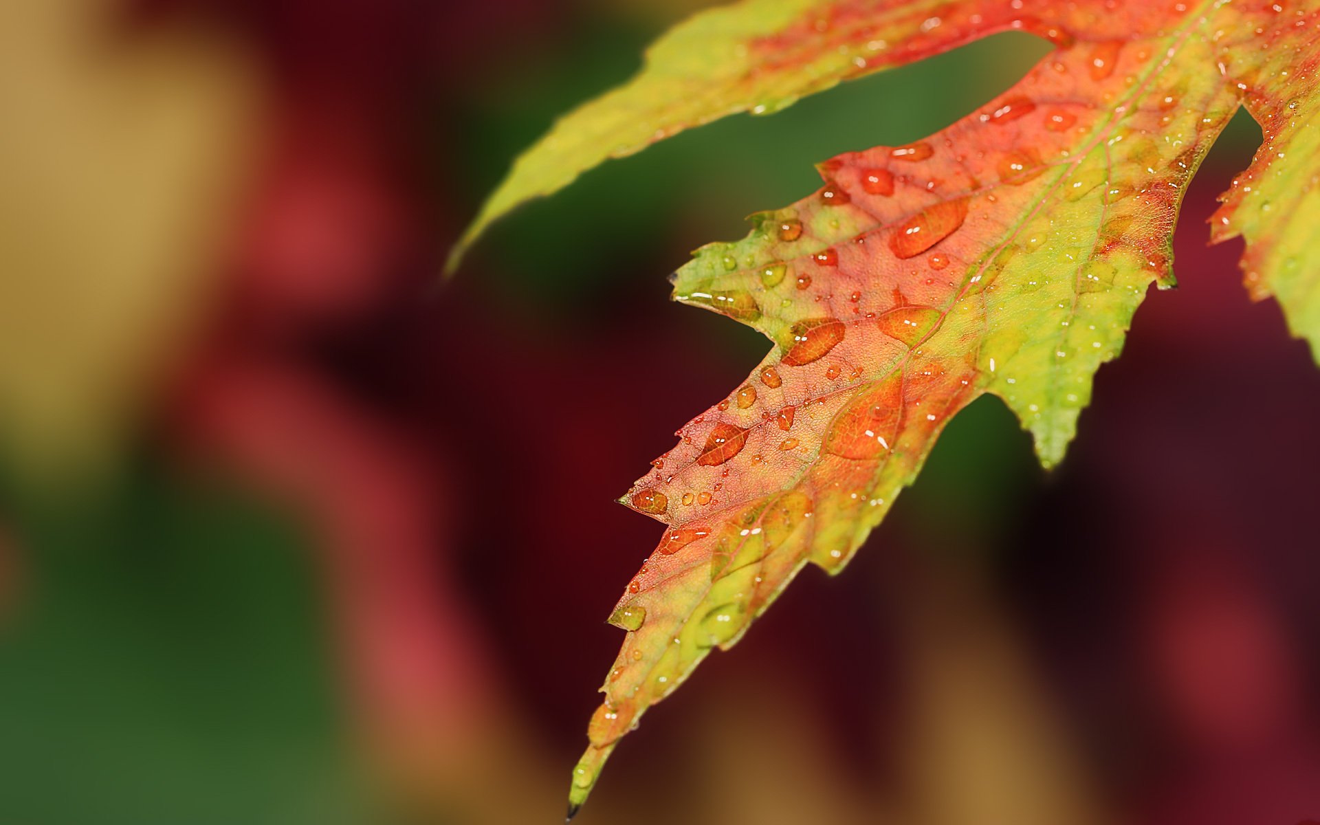 A close-up view of a vibrant leaf adorned with water droplets, showcasing the beauty of nature. This HD wallpaper serves as an engaging background for your PC.
