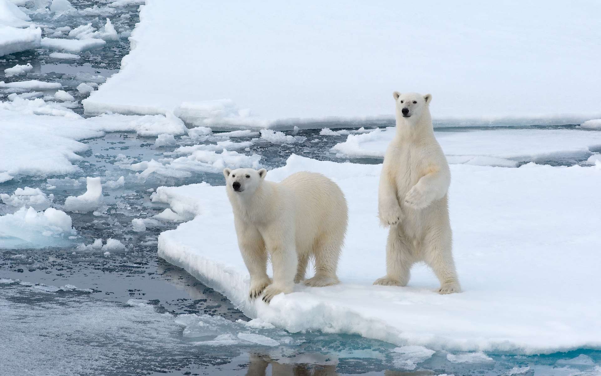 Polar Bear HD Wallpaper | Background Image | 1920x1200 | ID:378738