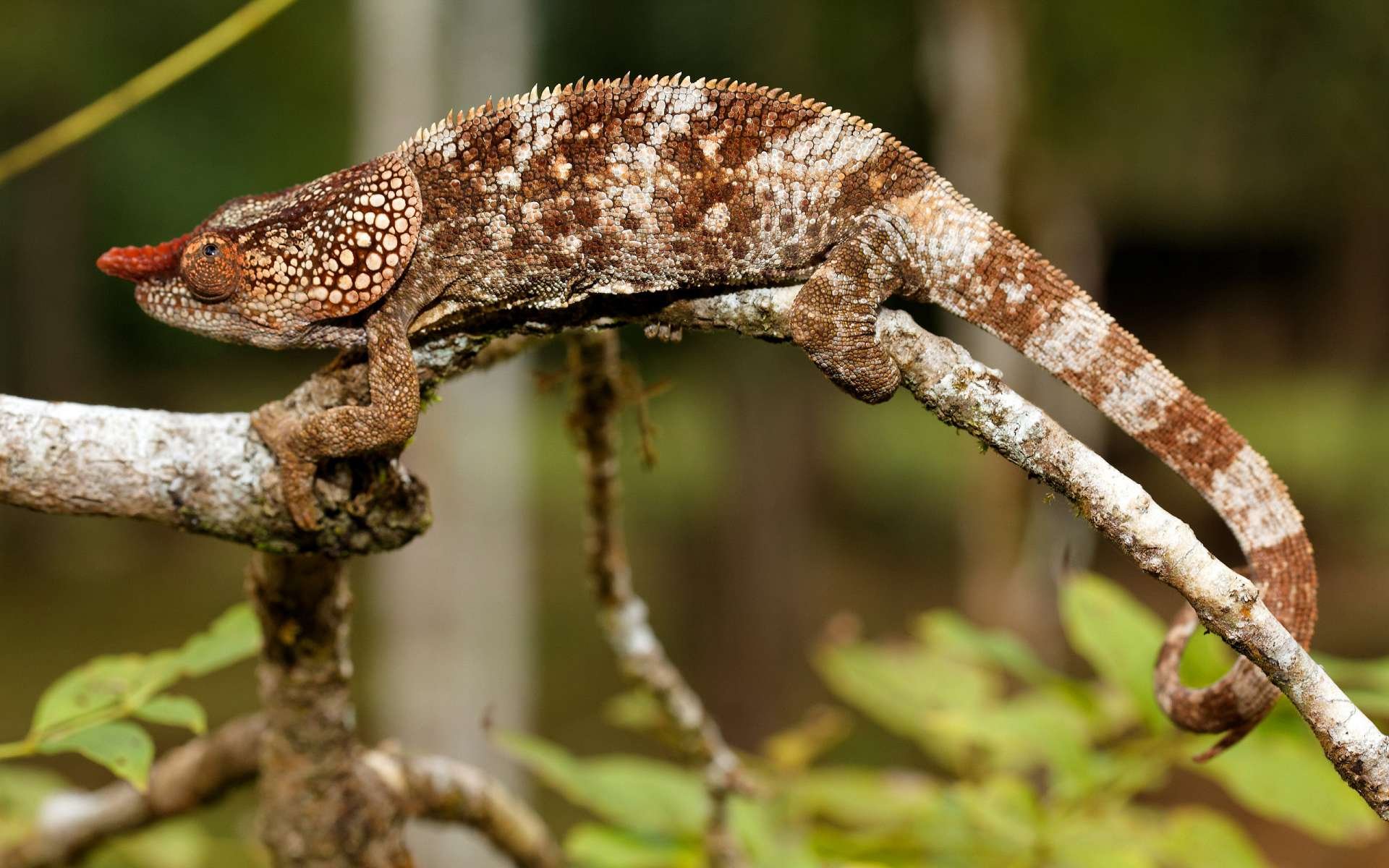 Animal — chameleon on a lichen-covered branch, brown-and-white patterned skin, HD PC desktop wallpaper and background.